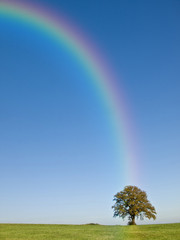 Baum mit Regenbogen