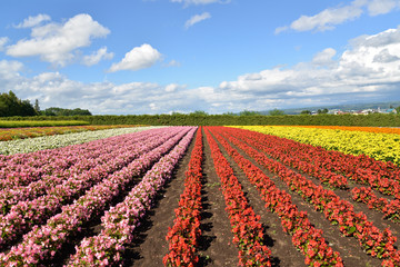 Colorful flower field in Hokkaido, Japan