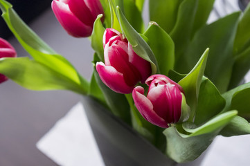 Bouquet of tulips on the table.