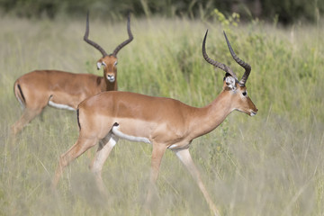Naklejka na ściany i meble Portrait of male impala antelope in its natural habitat