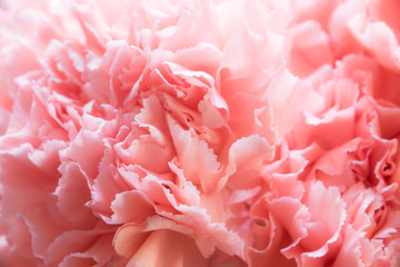Big bouquet of pink carnations