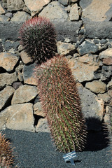 Ferocactus gracilis subspecies gatesii au jardin de cactus de Gu