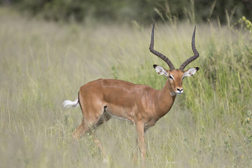 Portrait of male impala antelope in its natural habitat