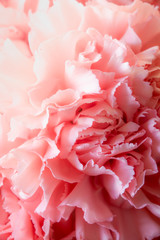 Big bouquet of pink carnations