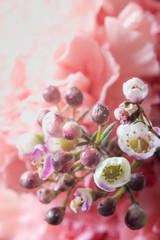 Flowers on the background carnation petals