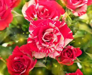 Red roses bouquet with free space for text.