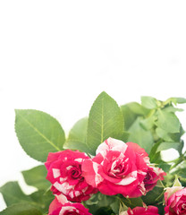 Fototapeta premium Red roses bouquet with free space for text.