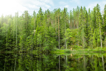 Obraz premium Lush Green Forest and Reflection in Still Lake