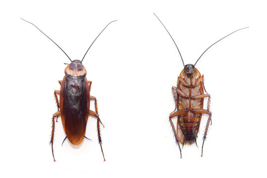 front and back cockroach isolate on white background