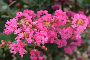 LYTHRACEAE Lagerstroemia indica L. Beautiful pink flower