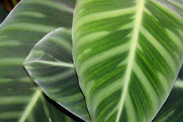 MARANTHACEAE - Green leaf layer nature abstract background