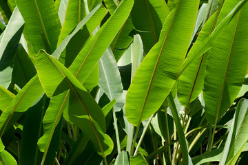 Fototapeta na wymiar Banana blossom organic fresh in jungle park