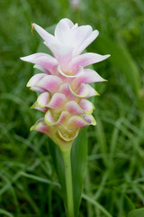 Zingiberaceae - Beautiful soft pink white flower close up