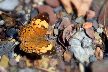 Beautiful  Yellow Brown Butterfly on a rock