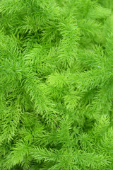 Naklejka na ściany i meble Asparagus Fern - Asparagus densiflorusem Kunth Jessop Green nature background