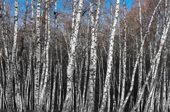 Fototapeta birch grove, black and white gradient