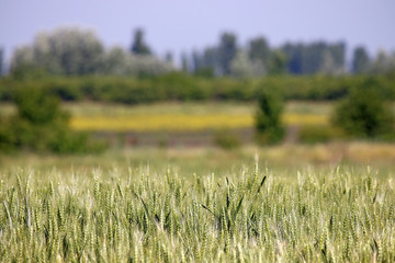 Obraz premium green wheat field landscape spring season