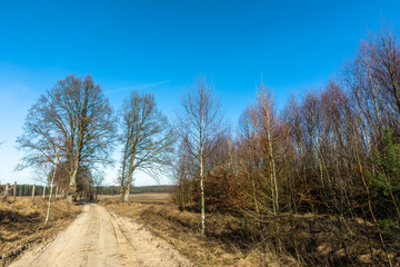Countryside landscape with dirt road and young forest at roadside