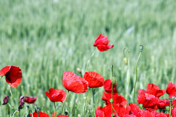 red poppies flower nature spring season