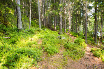 Paths Leading Through Lush Woods