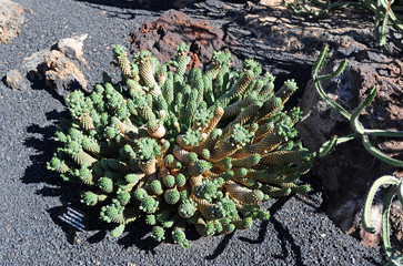 Euphorbia caput-medusae au jardin de cactus de Guatiza à Lanzaro