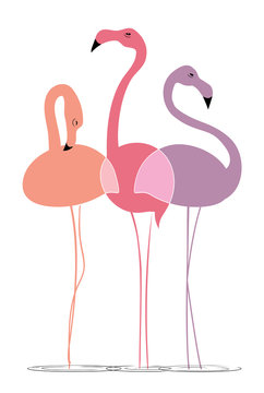 Varicoloured flamingos on a white background