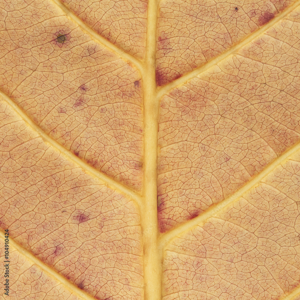 Poster Design on leaf texture for pattern