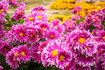 romance Beautiful bright colors flowers