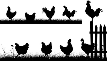 chicken, hen, rooster - silhouettes © ottoflick