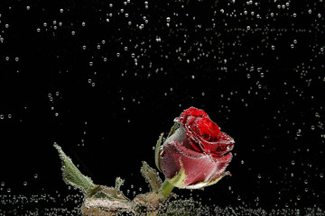 Rose rouge en gouttes de rosée sur fond noir