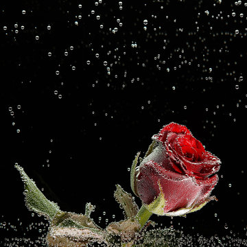 Fototapeta Red rose in dew drops on a black background