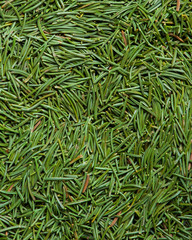 Christmas tree needles