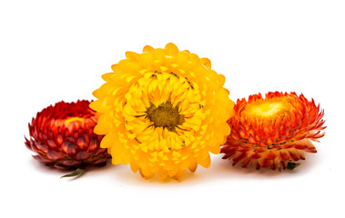 autumn dried flowers isolated