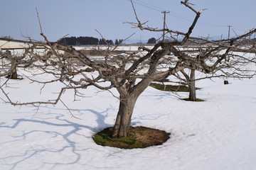 柿の木の冬／雪の中で春が来るのをじっと待っている柿の木を撮影した写真です。