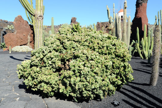 Euphorbia lactea forma cristata au jardin de cactus de Guatiza à