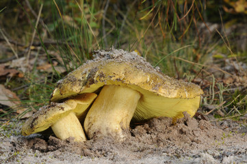 Tricholoma equestre or Tricholoma flavovirens, also known as Man on horseback or Yellow knight