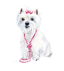 West Highland Terrier. Portrait small dog. Watercolor hand drawn illustration