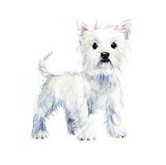 West Highland Terrier. Portrait small dog. Watercolor hand drawn illustration