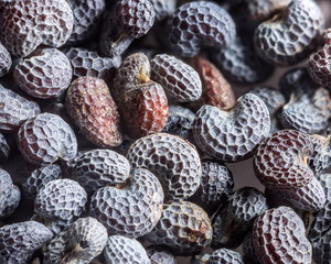 Macro shot of poppy seed.