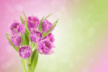 Spring Easter background with beautiful pink tulips. Summer flow