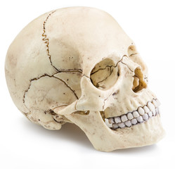 Skull model isolated on a white background.