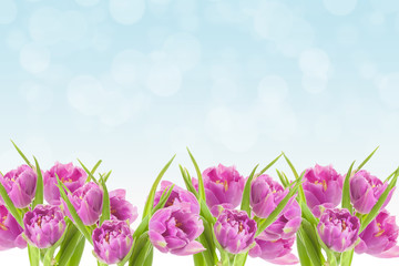 Spring Easter background with beautiful pink tulips. Summer flow