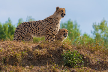Cheetahs couple