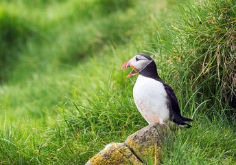Puffin. Fratercula arctica in Faroe islands.