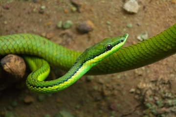 Green vine snake