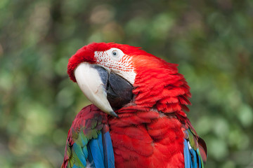 Ara parrot detail