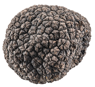 Black truffle. File contains clipping paths.
