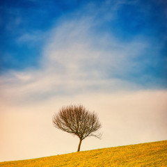 lonely tree (300)
