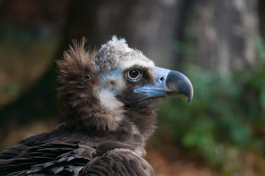 Balt vulture