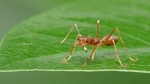Red ant (Oecophylla smaragdina Fabricius) on leaf